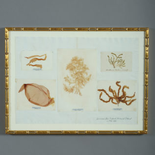 Set of Nine Late 18th Century Framed Seaweed Presses