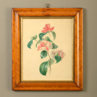 A Mid-19th Century Victorian Floral Watercolour Depicting a Camellia