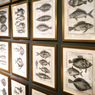 A set of 24 18th Century French engravings of exotic fish