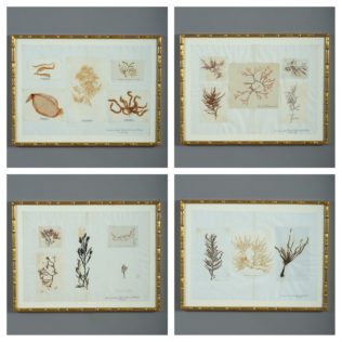 4 of 9 framed seaweed presses