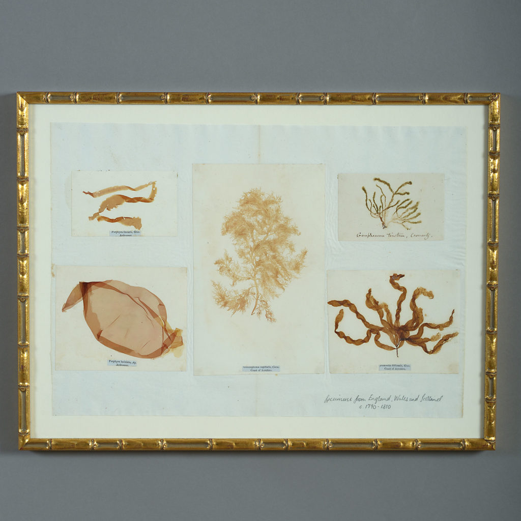 Inspired by nature: set of nine late 18th century framed seaweed presses