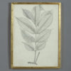 Mid-19th century pen & ink botanical study of a black dammar tree