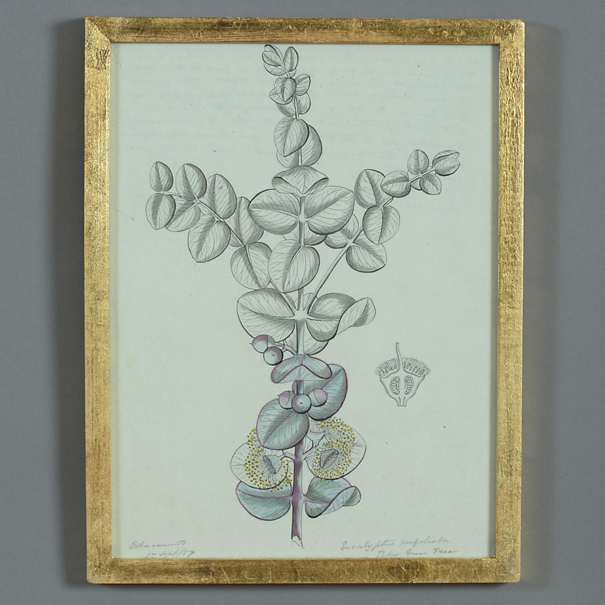 A rare mid-19th century pen & ink and watercolour botanical study of a eucalyptus