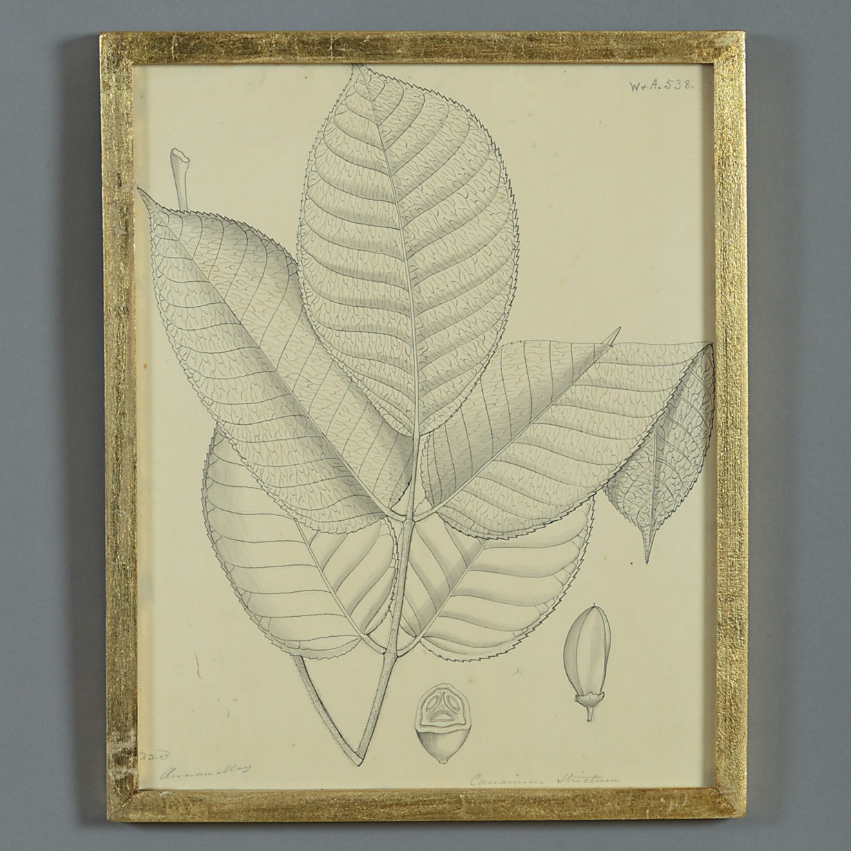 Mid-19th century pen & ink botanical study of a canarium strictum