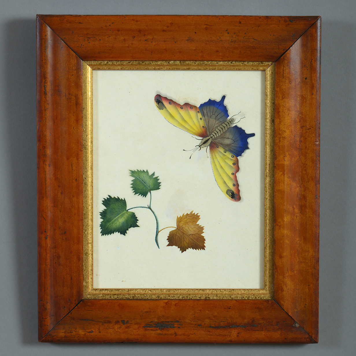 Mid-19th century watercolour of a butterfly and leaves