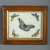 Mid-19th century watercolour of butterflies