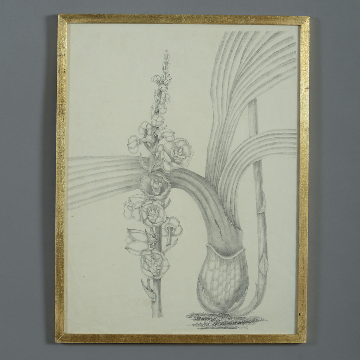 Mid-19th century botanical study in pencil