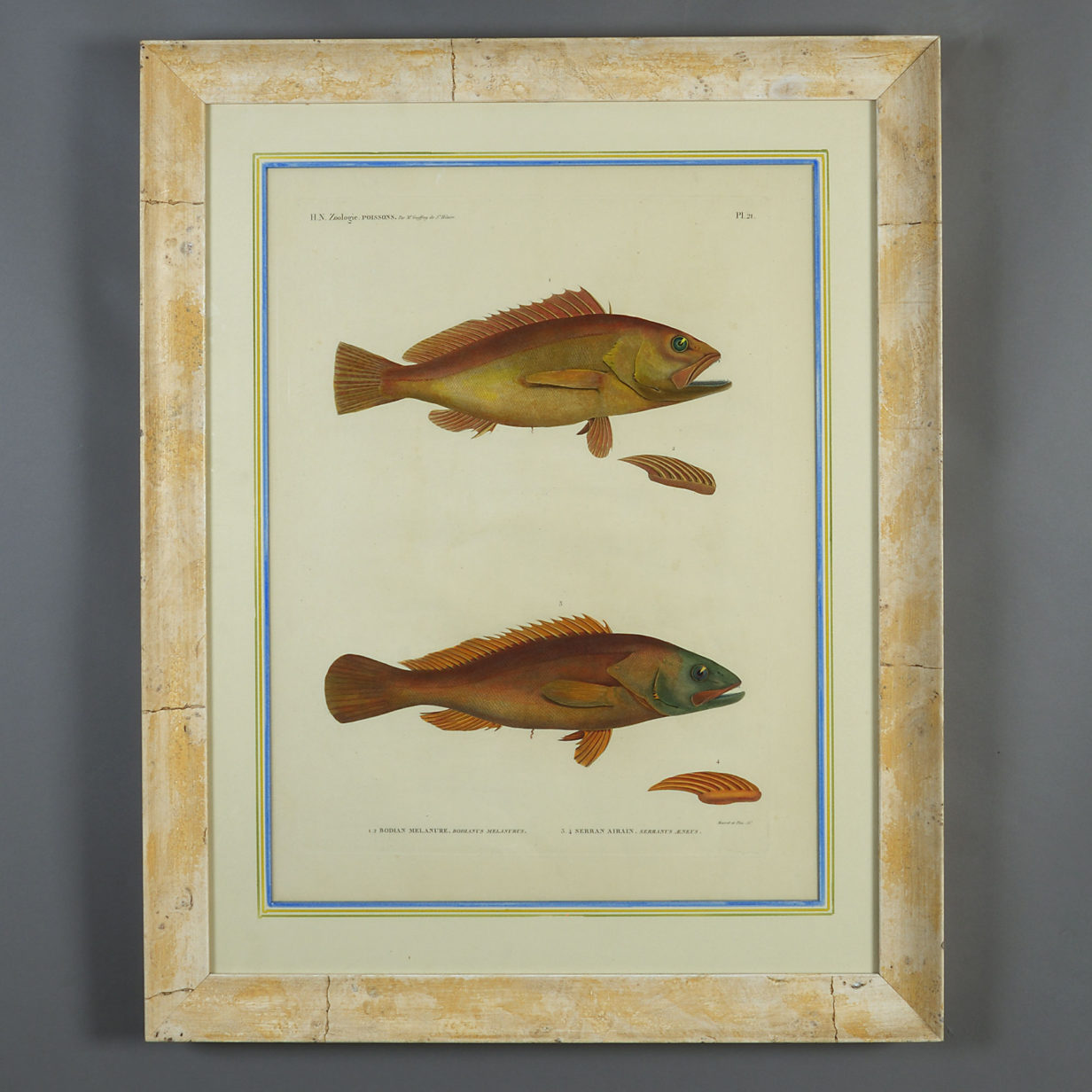 Early 19th Century Pair of Hand-Coloured Engravings of Fish from H.N. Zoologie Poissons