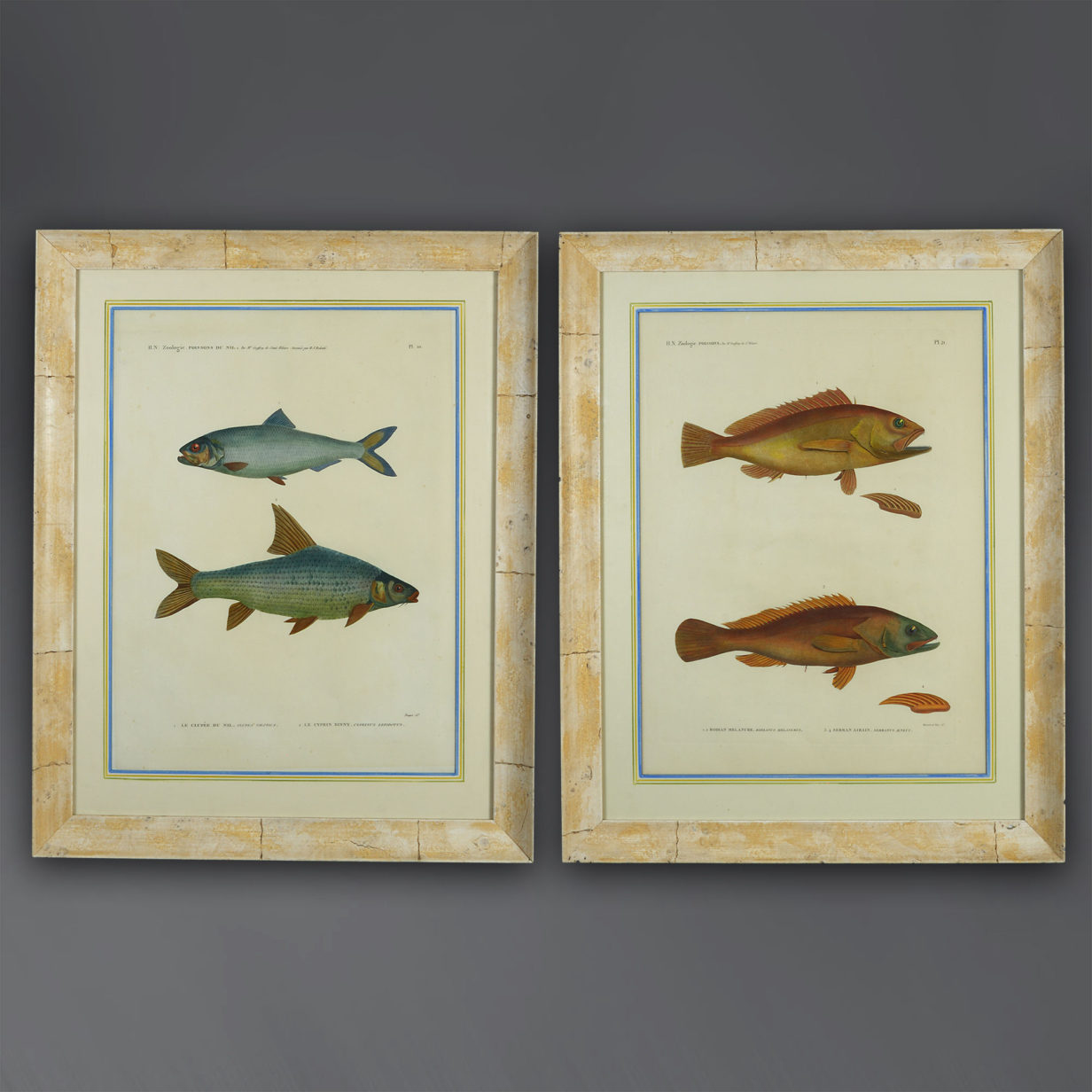 Early 19th Century Pair of Hand-Coloured Engravings of Fish from H.N. Zoologie Poissons