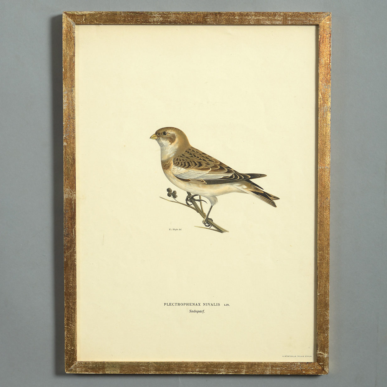 A Group of Twelve Bird Prints