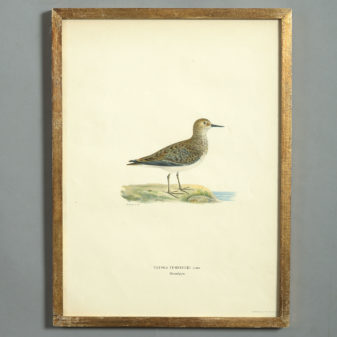A Group of Twelve Bird Prints