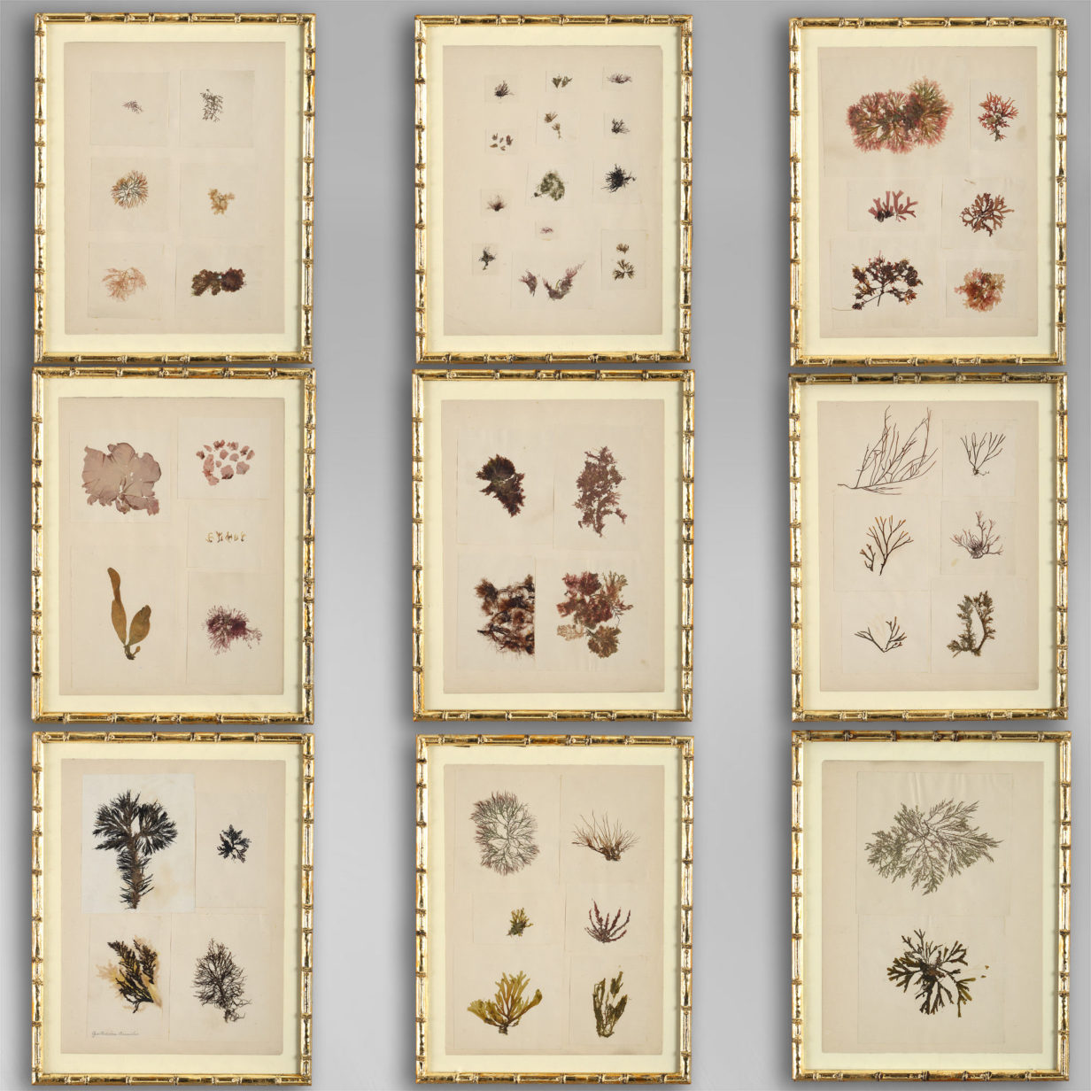 A collection of nine 19th century seaweed presses