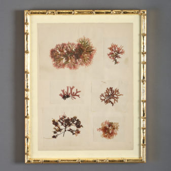 A collection of nine 19th century seaweed presses