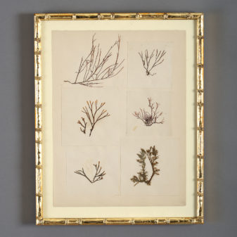 A collection of nine 19th century seaweed presses