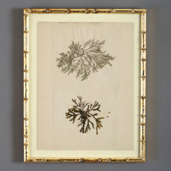 A collection of nine 19th century seaweed presses