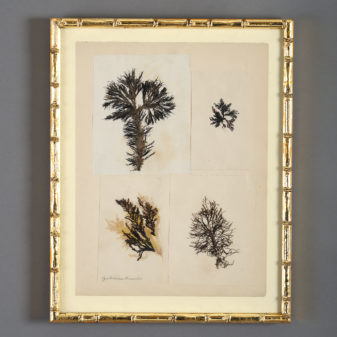 A collection of nine 19th century seaweed presses