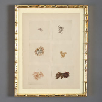 A collection of nine 19th century seaweed presses