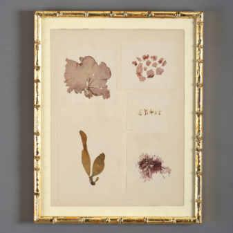 A collection of nine 19th century seaweed presses