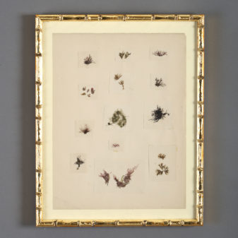 A collection of nine 19th century seaweed presses