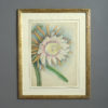 A late 19th century botanical watercolour