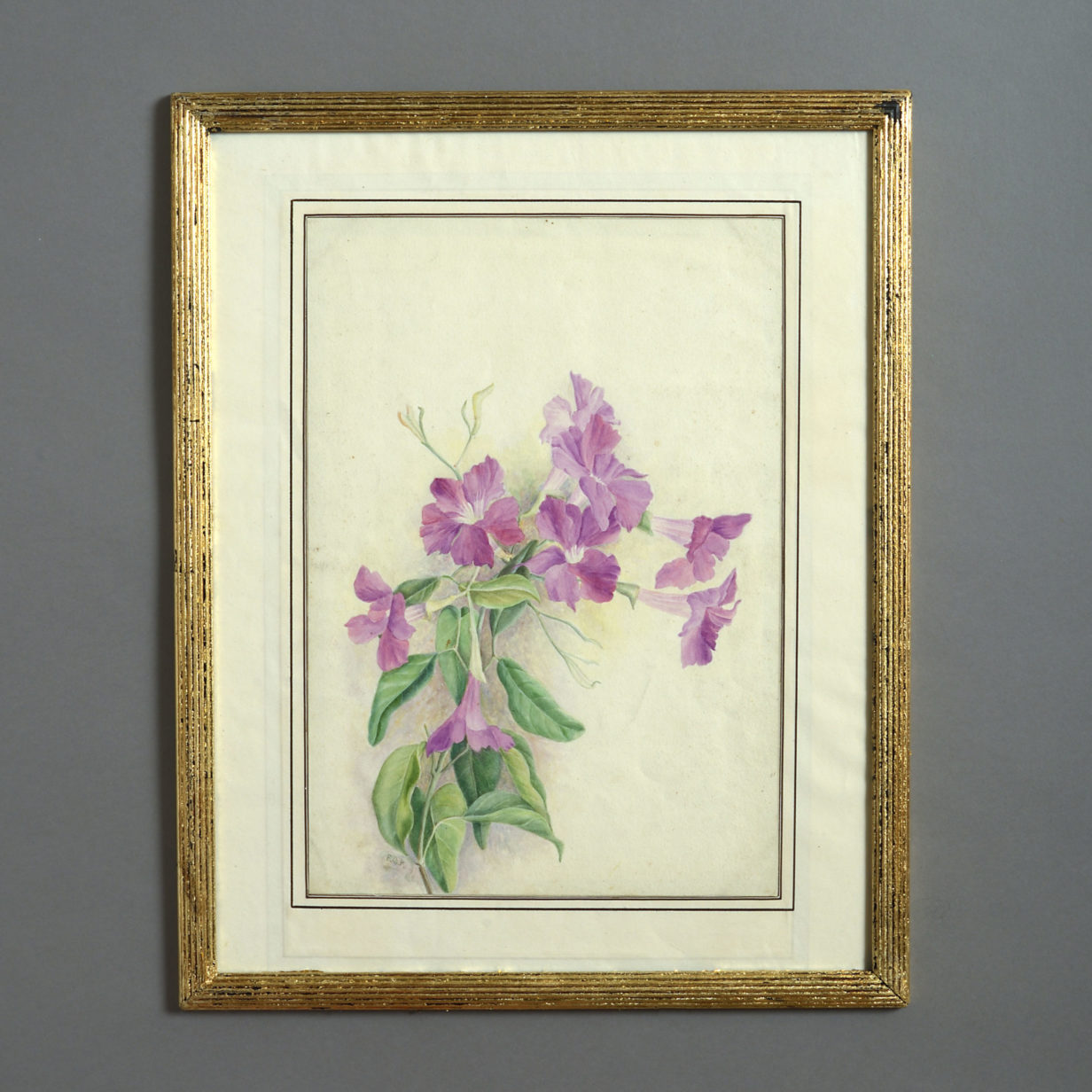 A late 19th century botanical watercolour depicting clematis