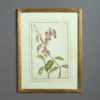 A late 19th century botanical watercolour