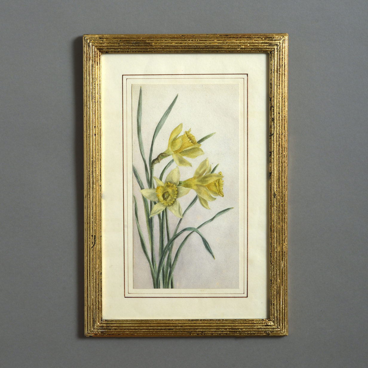A late 19th century 19th century watercolour study of dafffodils