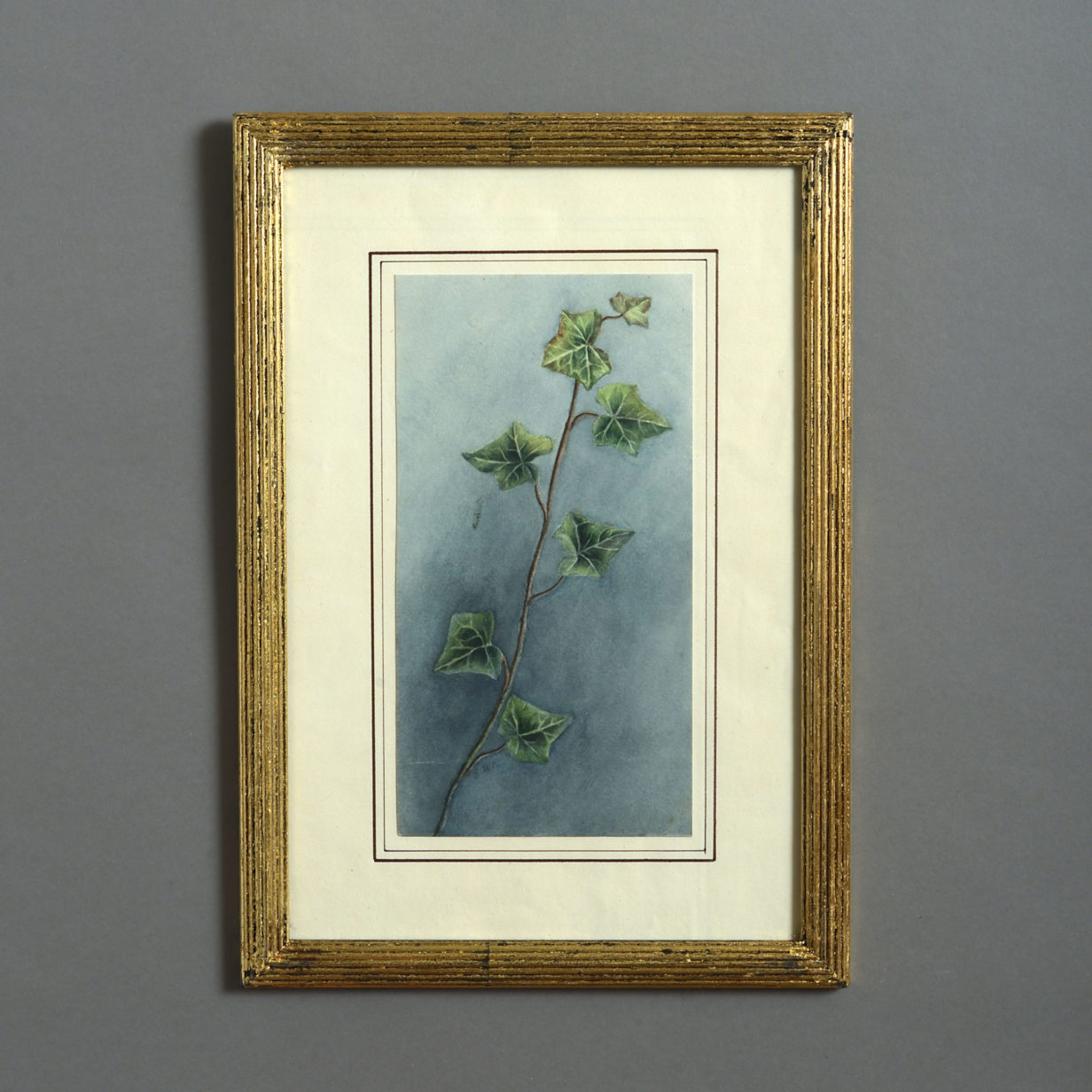 A late 19th century watercolour study of ivy