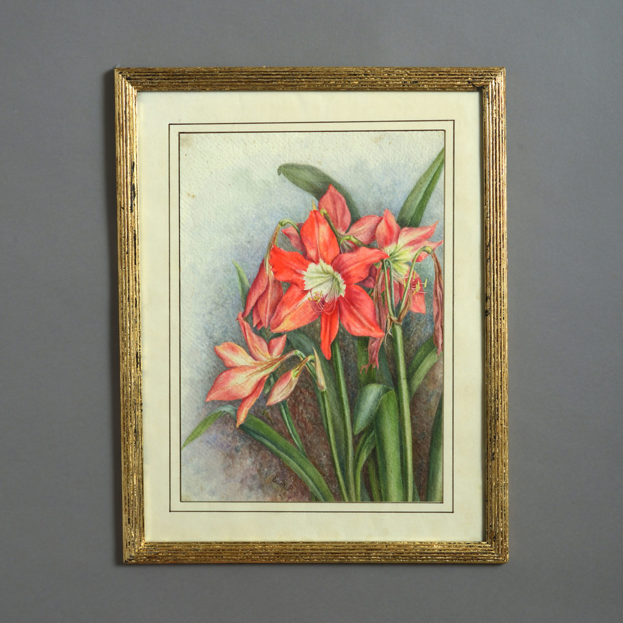 A late 19th century botanical watercolour of a red lily
