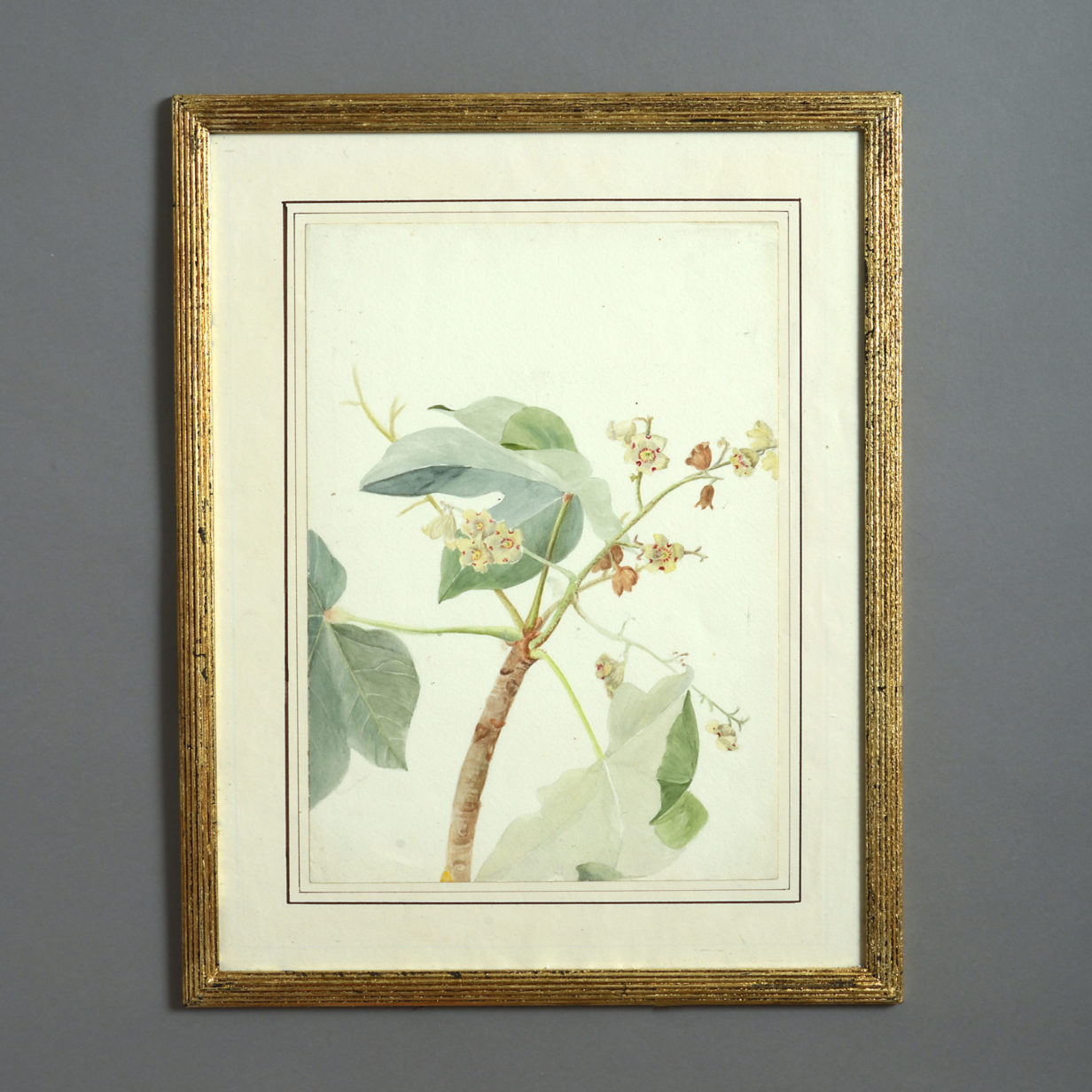 A Late 19th Century Botanical Watercolour