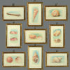 24 nineteenth century watercolours of sea shells