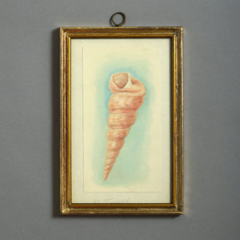 24 nineteenth century watercolours of sea shells