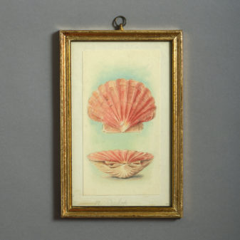 24 nineteenth century watercolours of sea shells