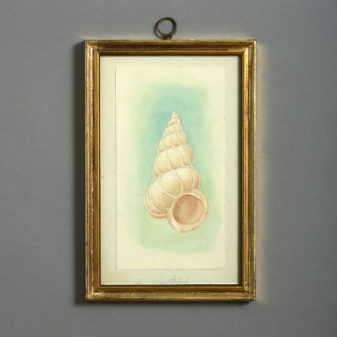 24 nineteenth century watercolours of sea shells
