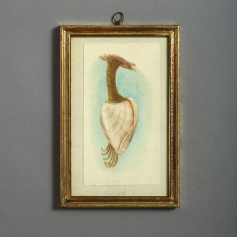 24 nineteenth century watercolours of sea shells
