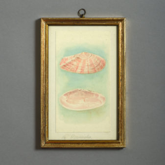 24 nineteenth century watercolours of sea shells