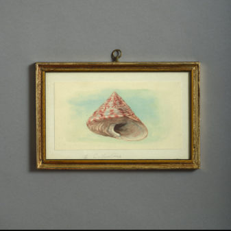 24 nineteenth century watercolours of sea shells
