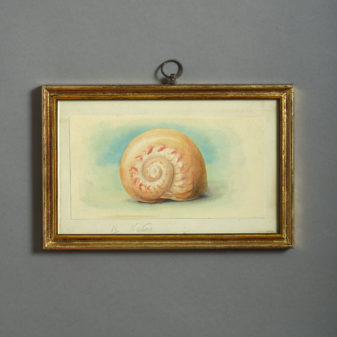24 nineteenth century watercolours of sea shells