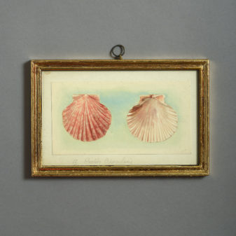 24 nineteenth century watercolours of sea shells