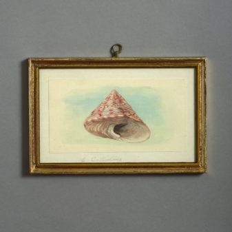 24 nineteenth century watercolours of sea shells