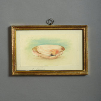24 nineteenth century watercolours of sea shells