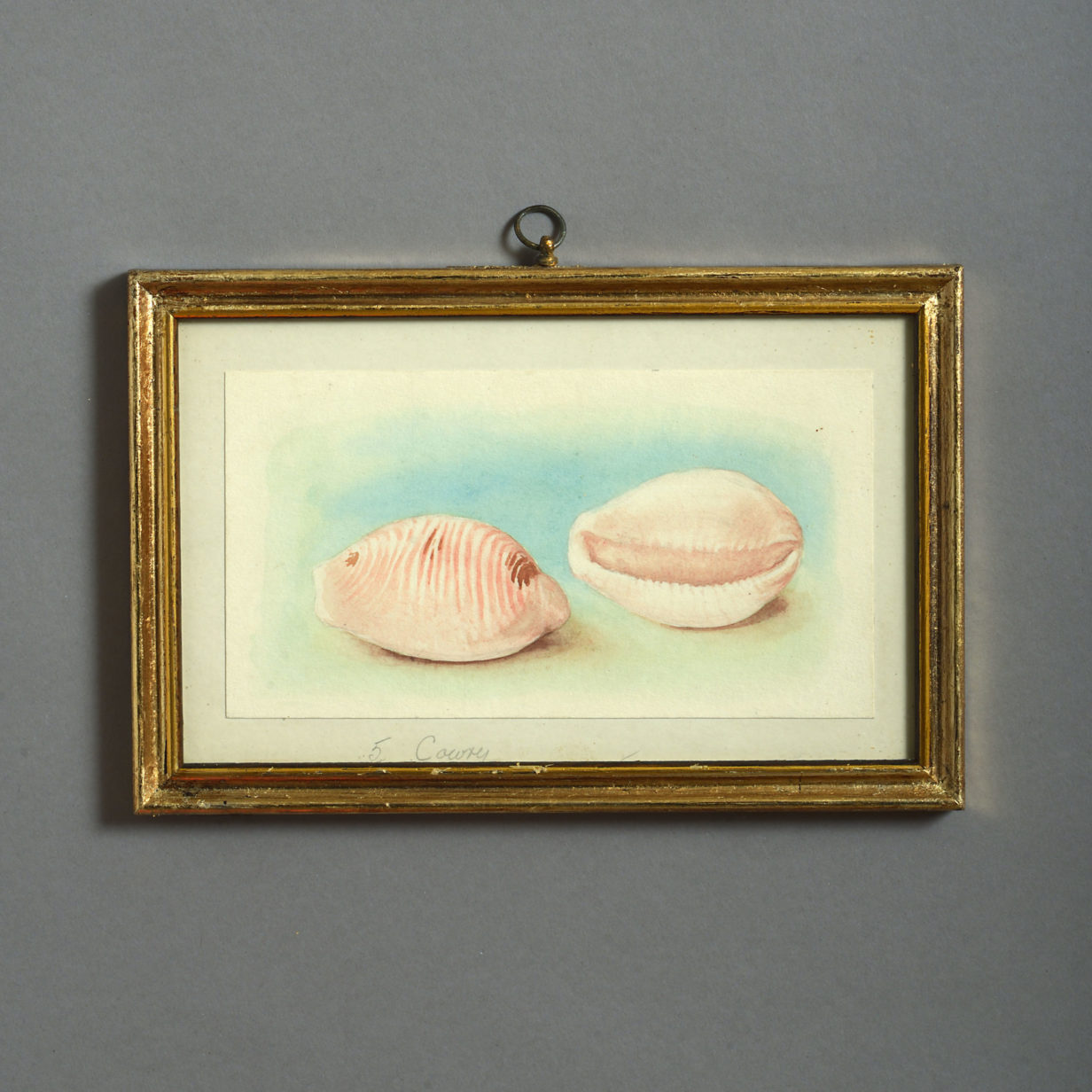 24 nineteenth century watercolours of sea shells