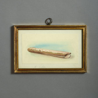 24 nineteenth century watercolours of sea shells