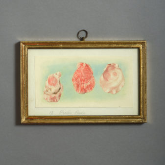 24 nineteenth century watercolours of sea shells