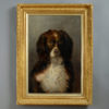 English school - portrait of a cocker spaniel