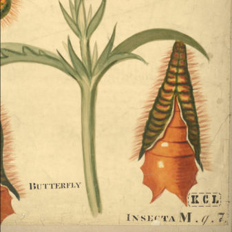 A large 19th century scientific watercolour