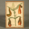 A large 19th century scientific watercolour