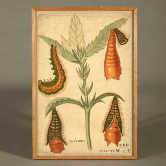 A Large 19th Century Scientific Watercolour