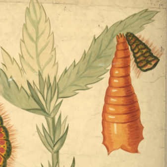 A large 19th century scientific watercolour