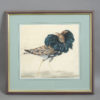A rare set of five mid 18th century watercolours of birds
